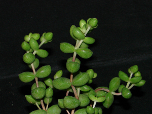 Ů Crassula brevi