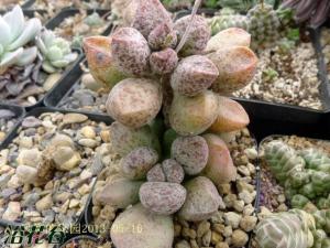 Adromischus marianae ΪʲݱֲСƷ