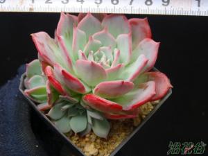 ˹Echeveria Laulensis