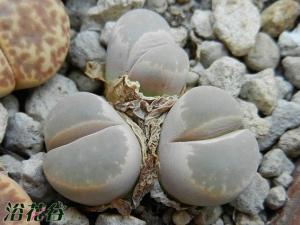  Lithops optica ӿʯ