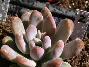 Pachyphytum oviferum ĻҶƬʺɫɫ