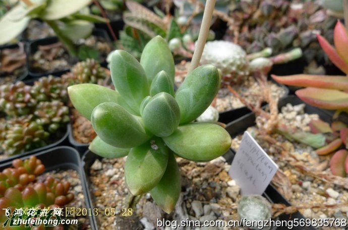 千代田之松(pachypodium compactum）