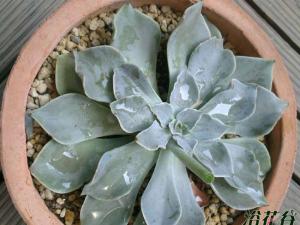 Echeveria White Pr Ӿʯֲ