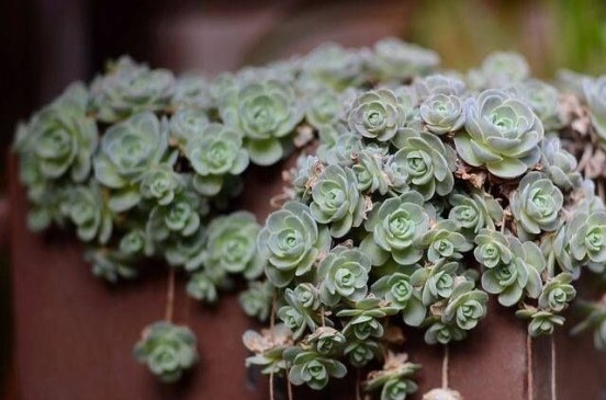 白蔓莲Orostachys furusei