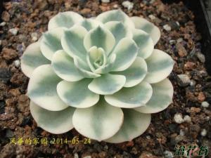 玉蝶锦Echeveria Lenore Dea