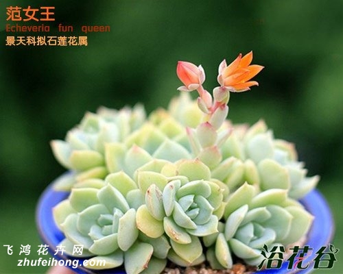 Ů(Echeveria fun queen)