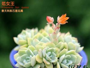 Ů(Echeveria fun queen ŮΪʯֲ