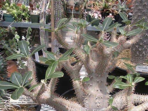 Ͳ����Pachypodium rosulatum var. horombense