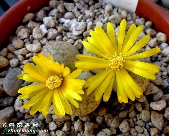 Դ C207 Lithops gesinae v. gesinae