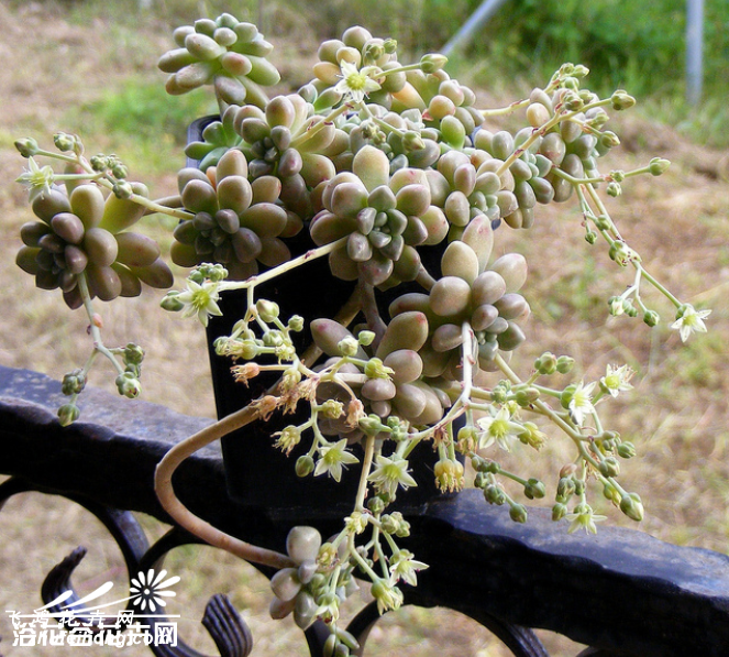 Graptopetalum mendozae