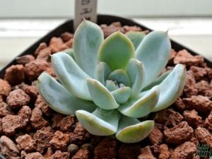 ӰEcheveria albicans Ӱʯֲ