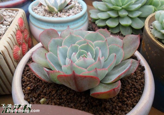 Echeveria Amistar