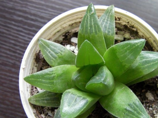 青鸟寿(Haworthia retusa)