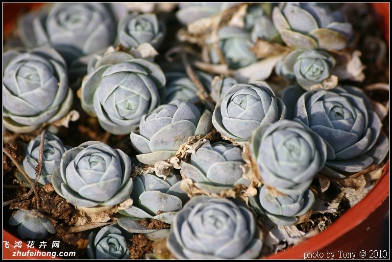 白蔓莲Orostachys furusei