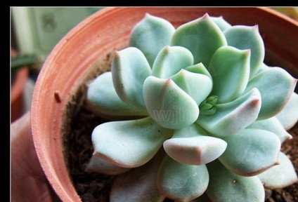 ����Graptoveria cv. A Grin One����ֲ��