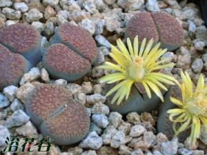 Lithops verruculosa