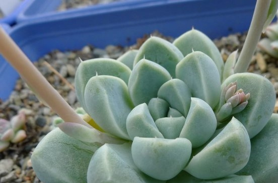 厚叶月影 Echeveria elegans \ width=