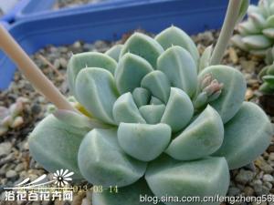 ҶӰ Echeveria elegans ҶӰҶƬܻУҶƬԲ