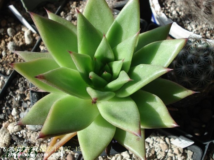 Ȼ֮Echeveria agavoides v Corderoyi