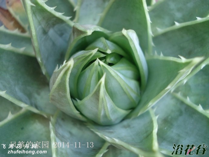 ת«Aloe polyphylla