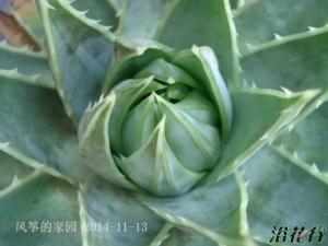 ת«Aloe polyphylla ת«ԭط޶ϲ