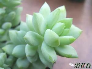 Sedum morganianum ԭϲīͺ鶼˹