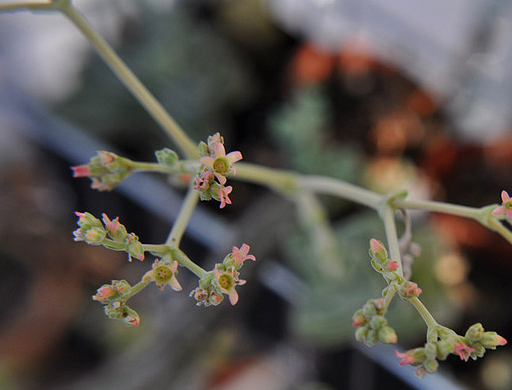 纪之川Crassula cv ‘Moonglow\ width=