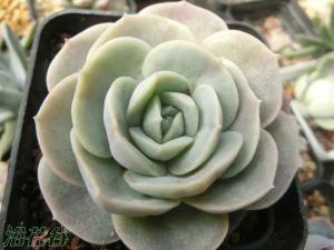 ɫϲEcheveria Blue Sur