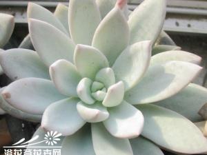 ʯEcheveria tolimanensis