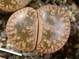 װLithops aucampiae ss