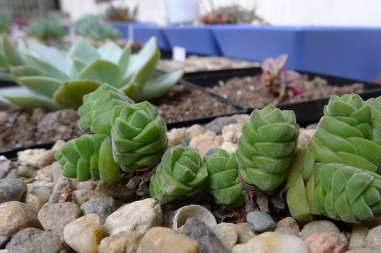 绒塔Crassula columnella