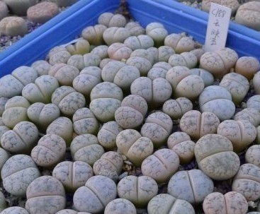 云映玉Lithops werneri C188