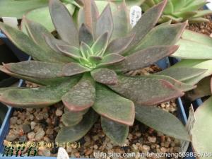 ˪Echeveria brown sugar ʲݱֲƷ