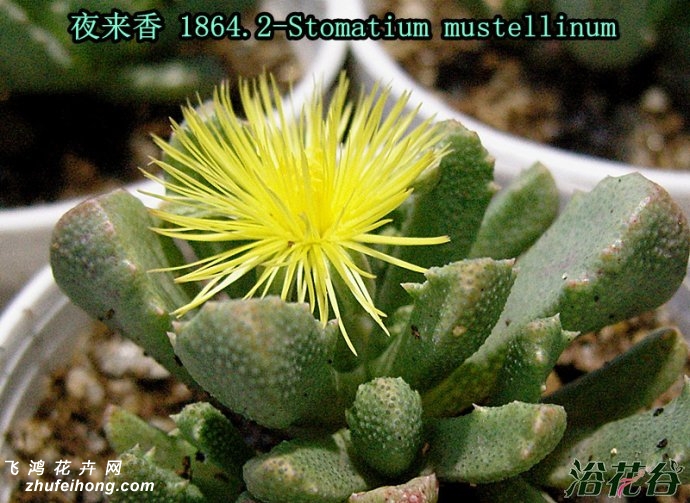夜来香Stomatium