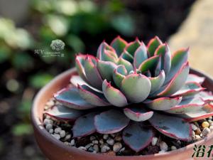 Echeveria Hera Ϊʯֲ