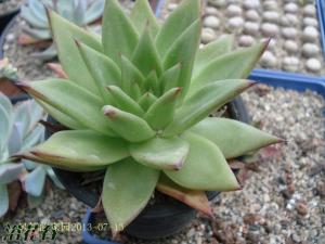 Ȼ֮Echeveria agavoide