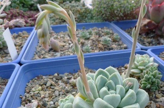 厚叶月影 Echeveria elegans \ width=