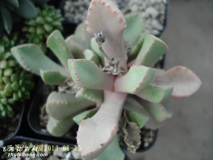 Ҷ(Carruanthus ringens)ͼƬ