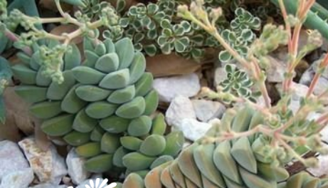 纪之川Crassula cv ‘Moonglow\ width=