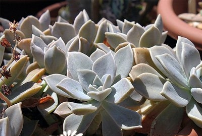 石莲花图片