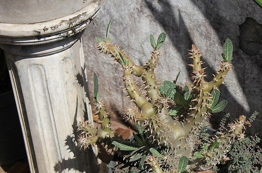 Ͳ����Pachypodium rosulatum var. horombense