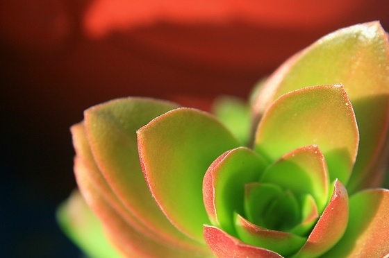 ���Crassula americana cv. Flame