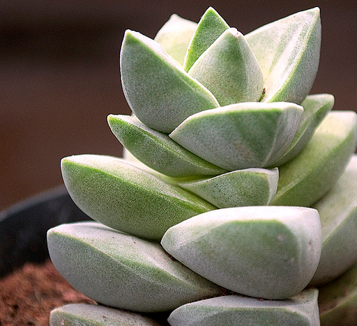 纪之川Crassula cv ‘Moonglow\ width=