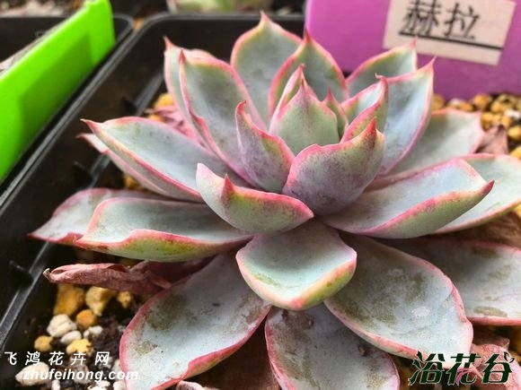 Echeveria Hera