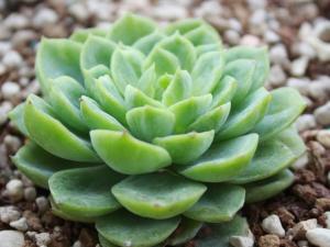 Echeveria Lime&Chi