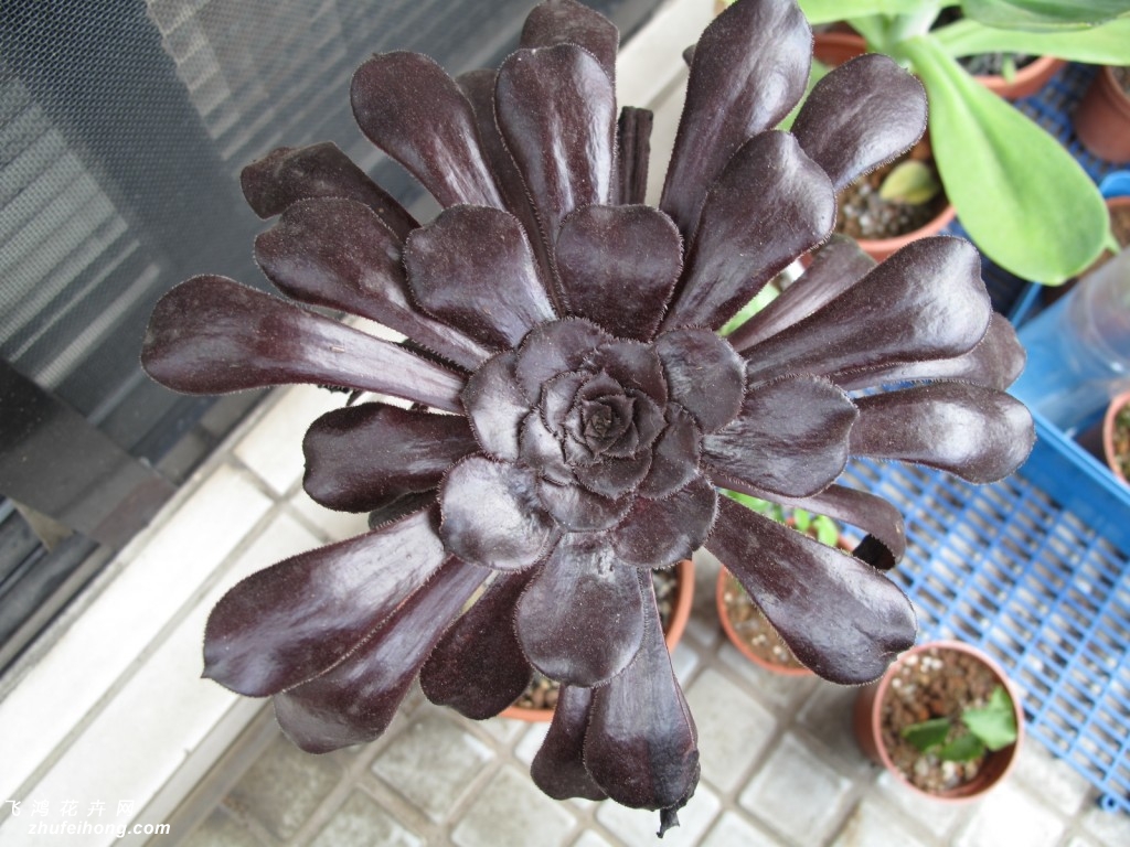 ڷʦAeonium arboreum var. atropurpureum