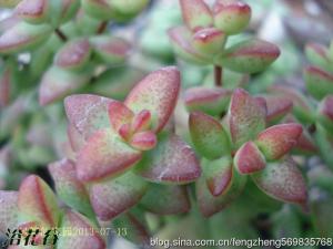 Ů(Crassula brevif Ůȫëֲ֦ܶ