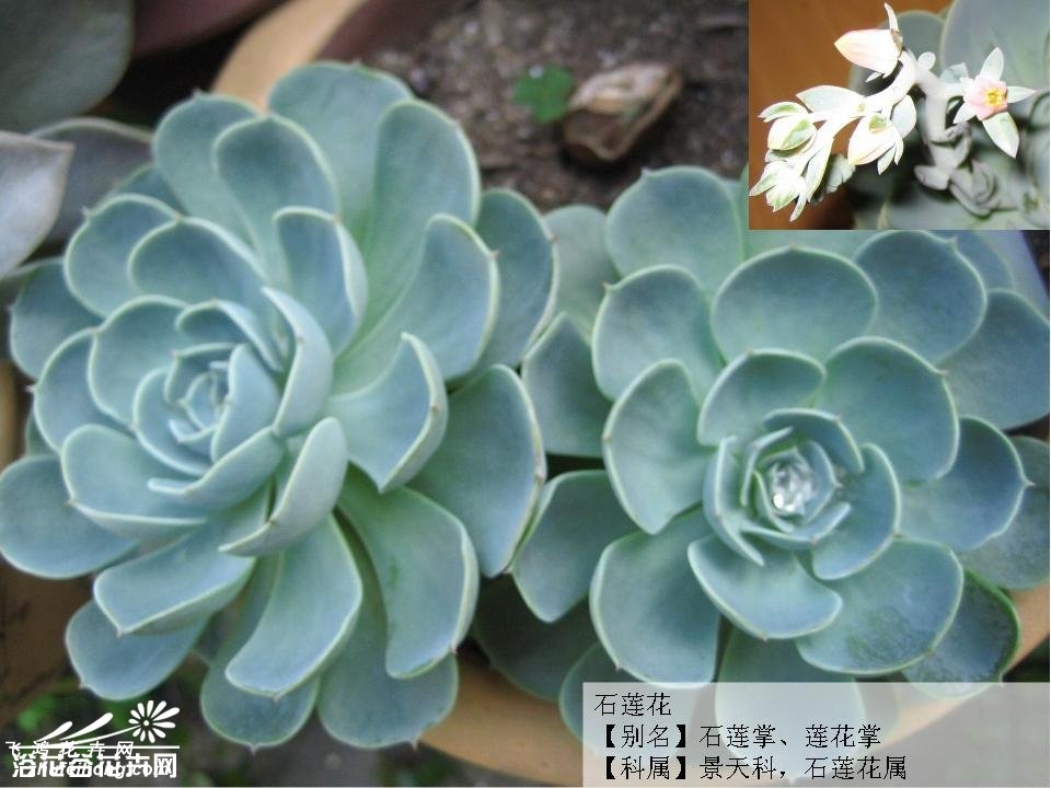 石莲花图片