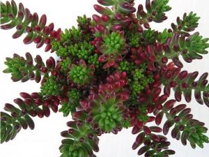 ֮ Sedum rubrotinctum