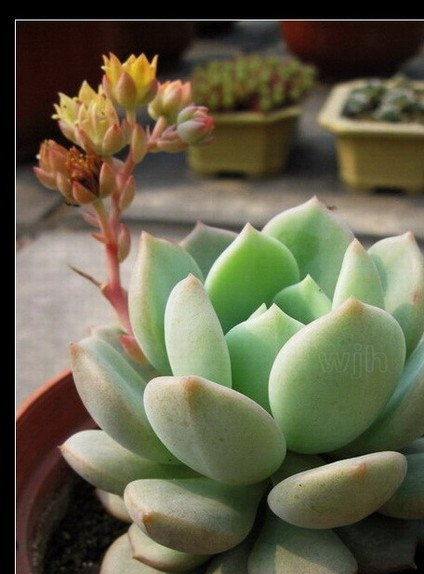 ����Graptoveria cv. A Grin One����ֲ��